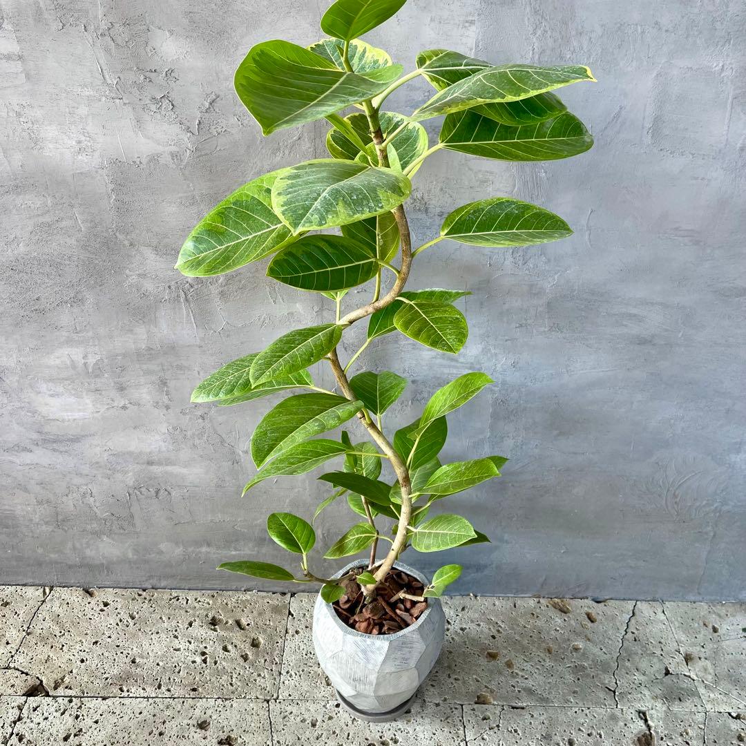 特大　フィカス アルテシマ　曲がり仕立て　9号　陶器鉢　植え込み発送