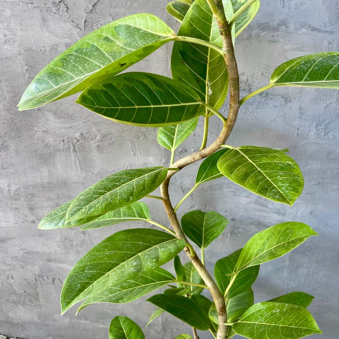 特大　フィカス アルテシマ　曲がり仕立て　9号　陶器鉢　植え込み発送