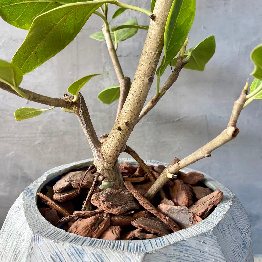 特大　フィカス アルテシマ　曲がり仕立て　9号　陶器鉢　植え込み発送
