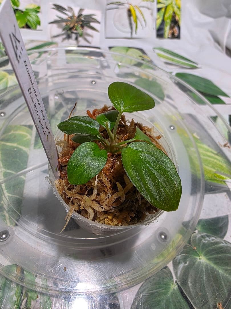 ‼️カイロコンパクト‼️　LA便正規タグ付　ホマロメナ　黒兎×AIG