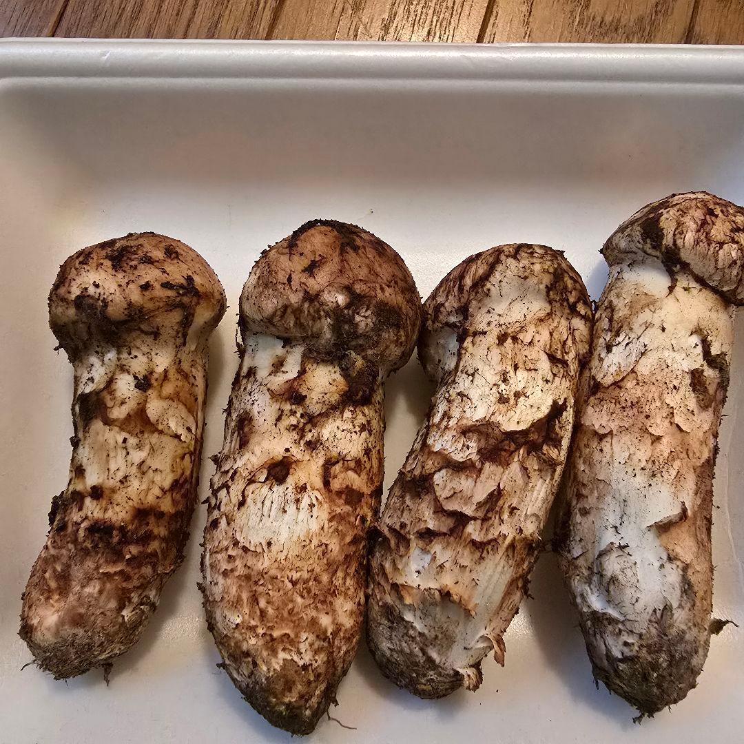 ②岩手県沿岸産 天然松茸【蕾】142ｇ 【本日限り送料無料‼️】