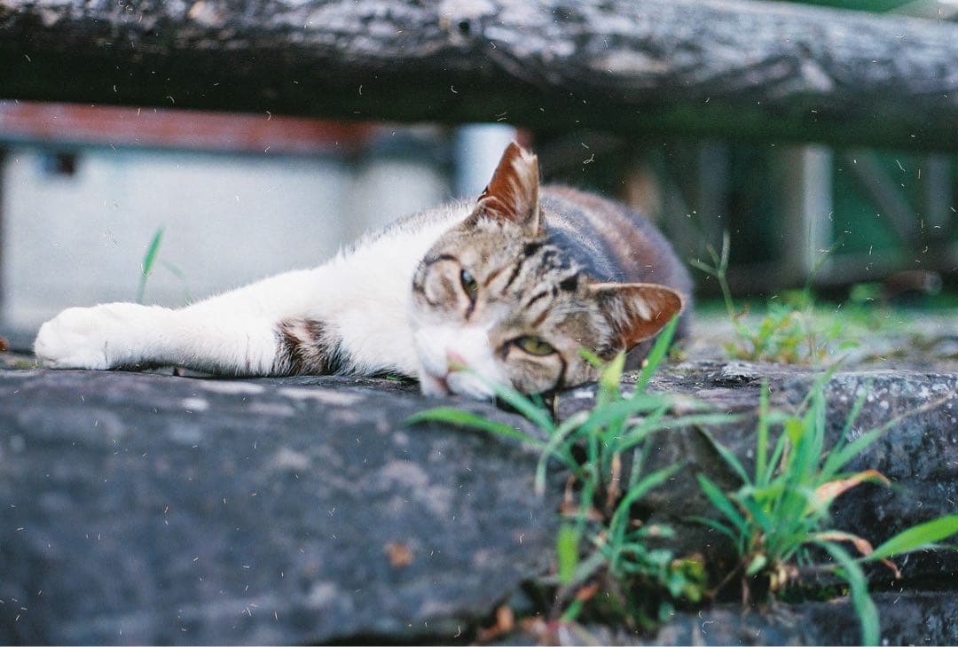 Nikon FE Nikkor 50mm f/2 【ジャンク品】