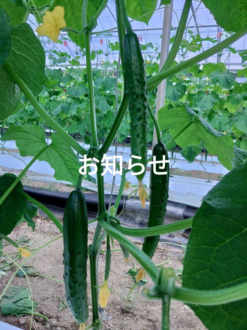 お知らせ　新鮮 きゅうり ハウス栽培