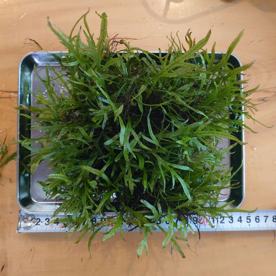 【希少】ミクロソリウムsp サラワクカピットウエスト 特大マザー株