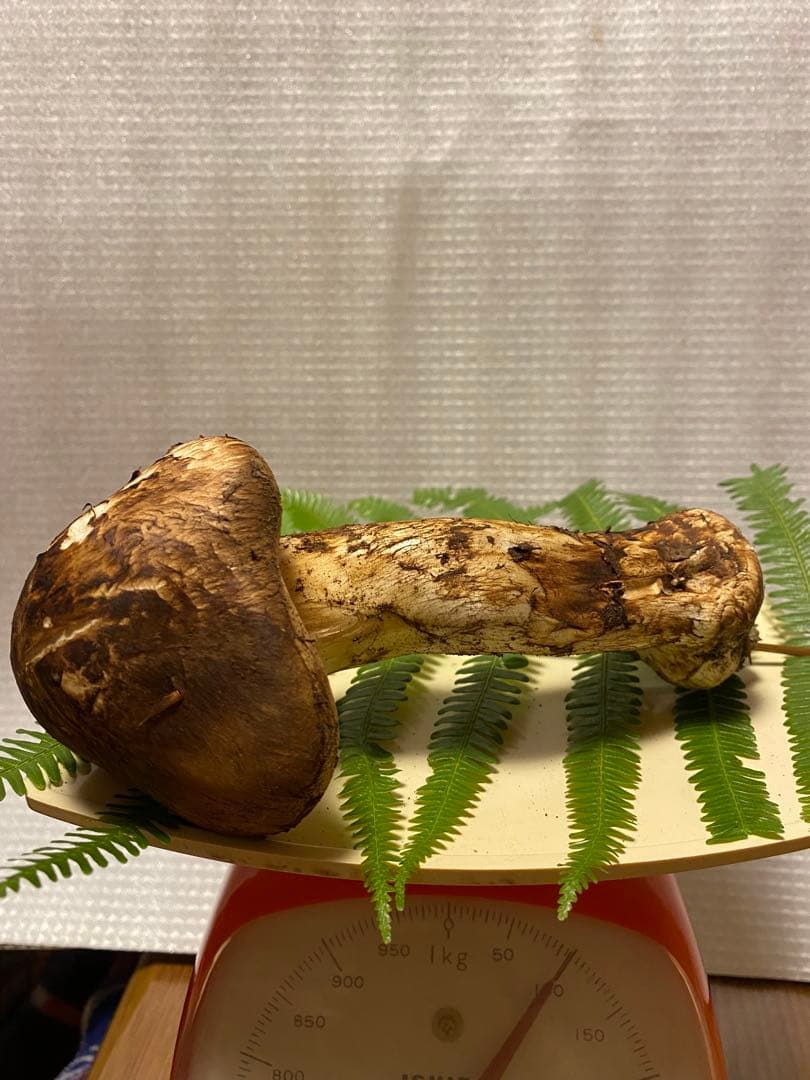 夕採れたて蕾松茸