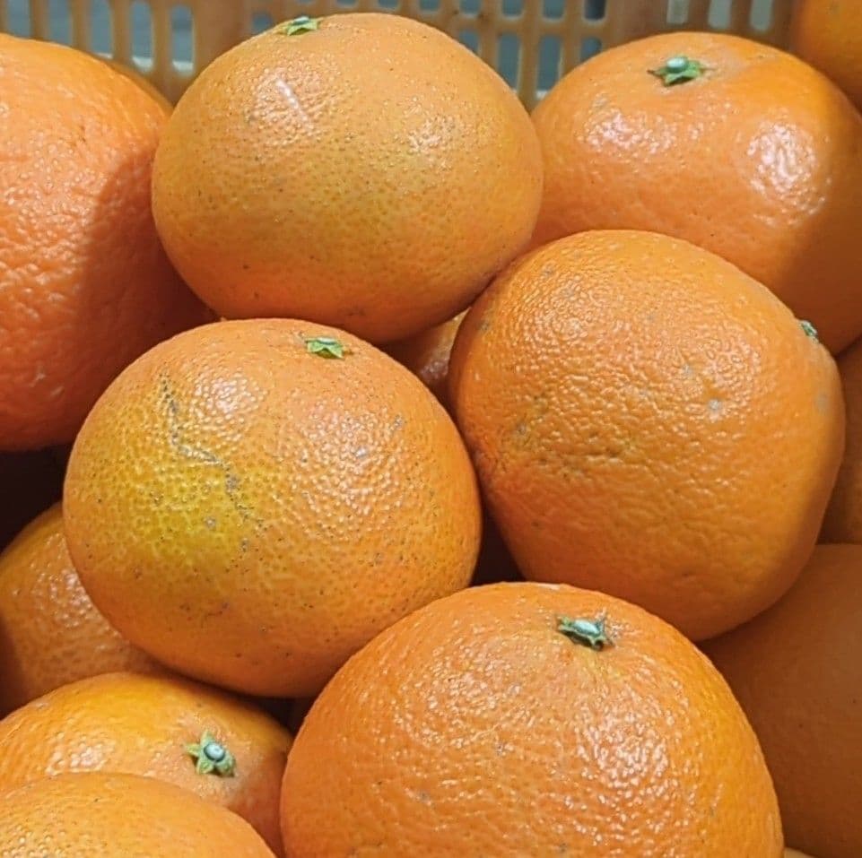 581愛果 まどんな 家庭用 10kg