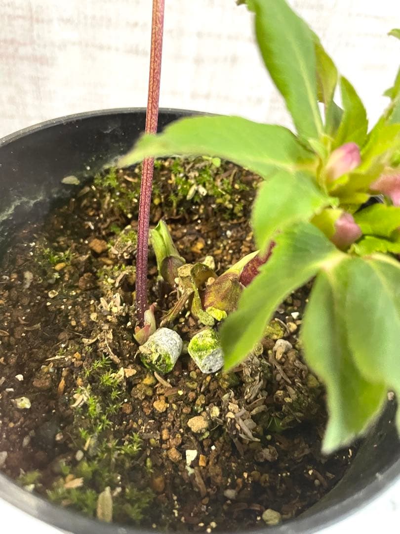 専用です。オキシ系　小輪ピンクゴールド&広瀬ピンクゴールド　２点