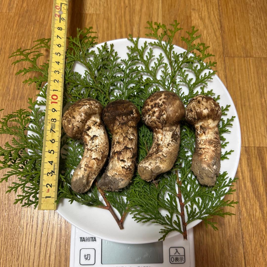 岩手県産松茸 126ｇ