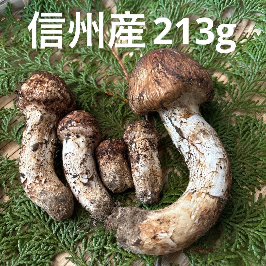 長野県南信州産‼️松茸 5本セット 213g 10/17朝採れ