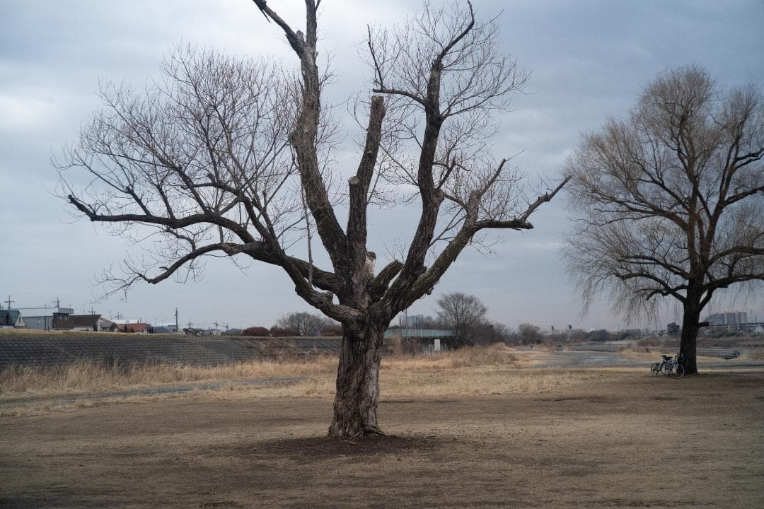 ライカ ズミクロン 50mm f2 沈胴 Lマウント