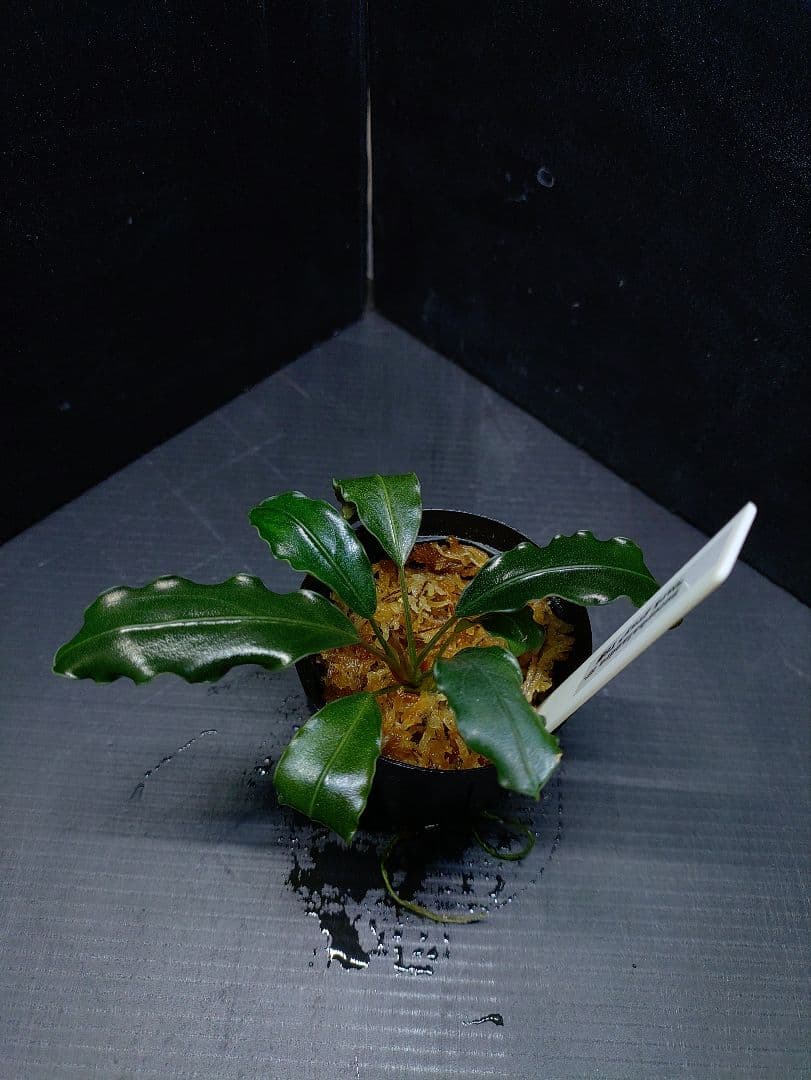 ブセファランドラ sp.“Dark gray” TB便