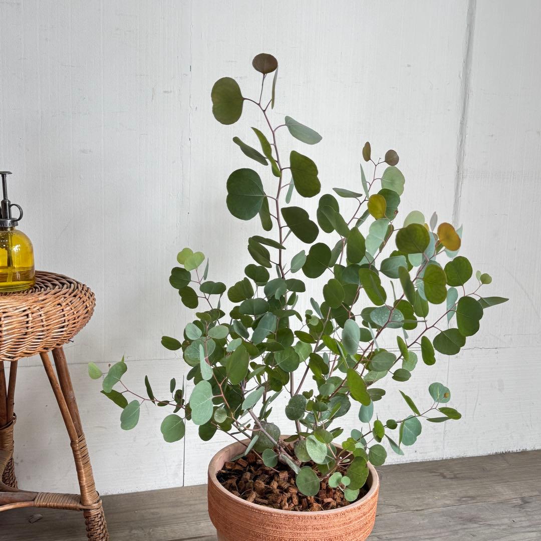 ユーカリ イタリア製テラコッタ鉢植え　ポポラス　シルバーリーフ