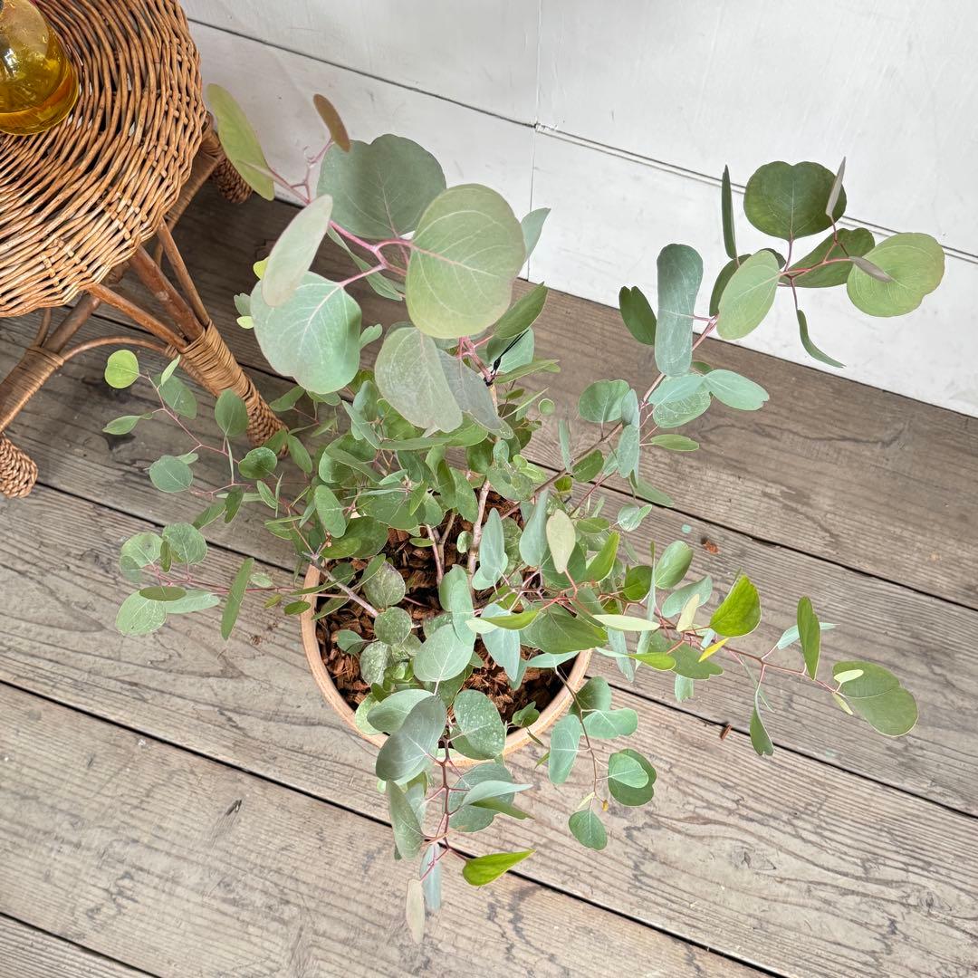 ユーカリ イタリア製テラコッタ鉢植え　ポポラス　シルバーリーフ