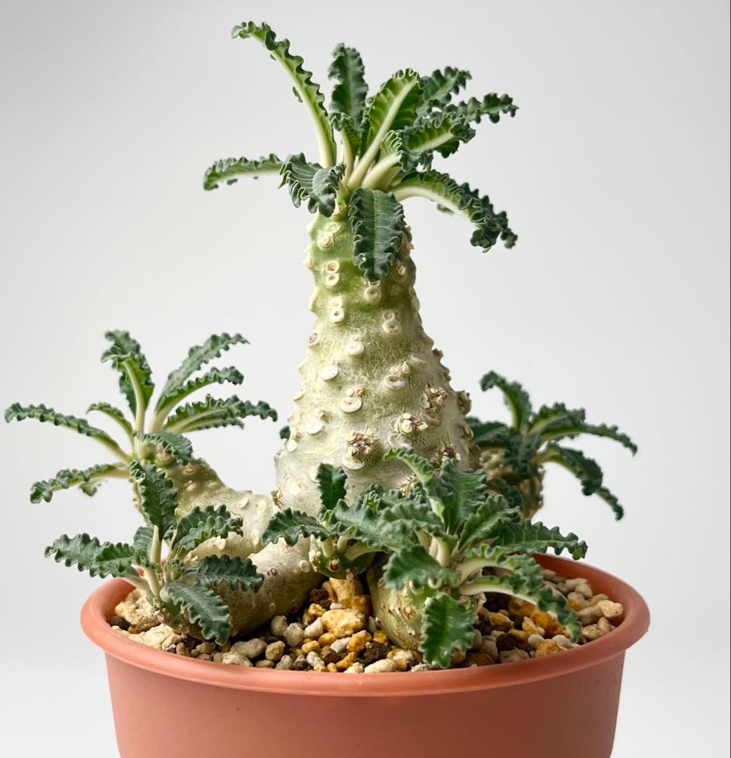 【レア/塊根植物】ドルステニア ラブラニー オス株（大株）鉢植え ②