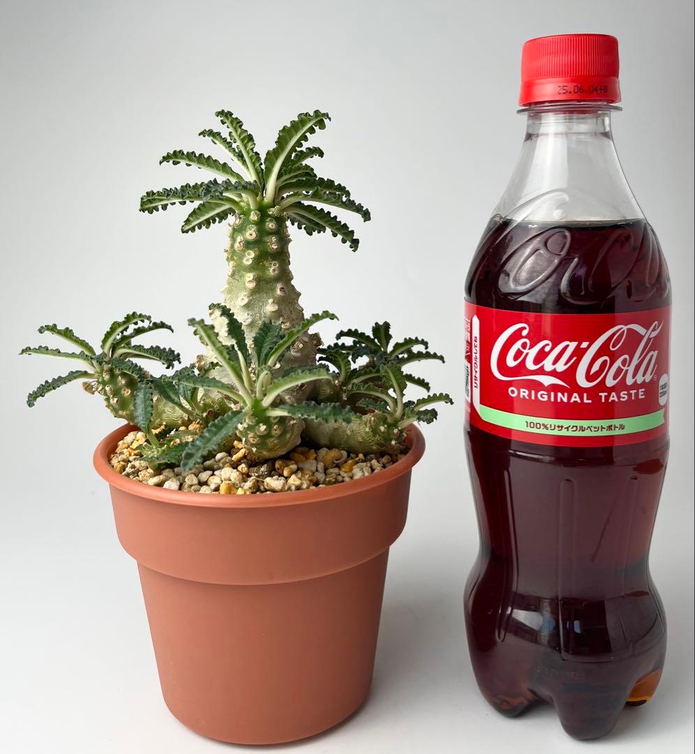 【レア/塊根植物】ドルステニア ラブラニー オス株（大株）鉢植え ②