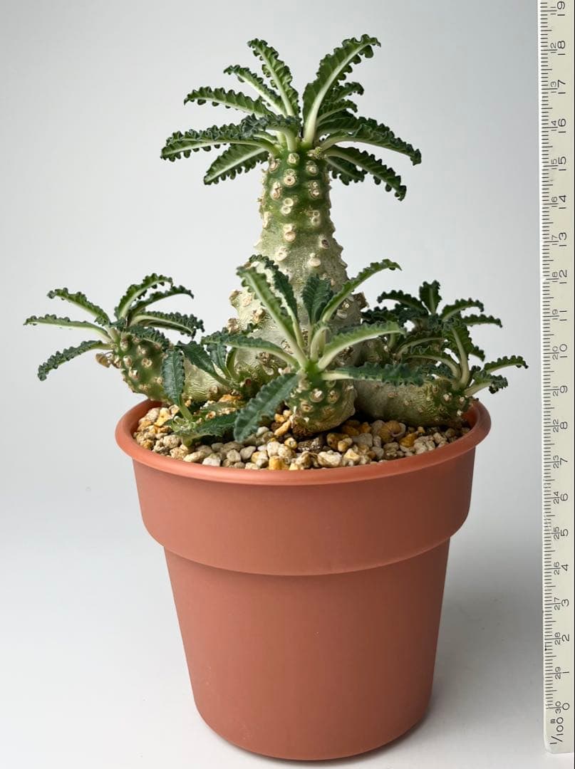 【レア/塊根植物】ドルステニア ラブラニー オス株（大株）鉢植え ②