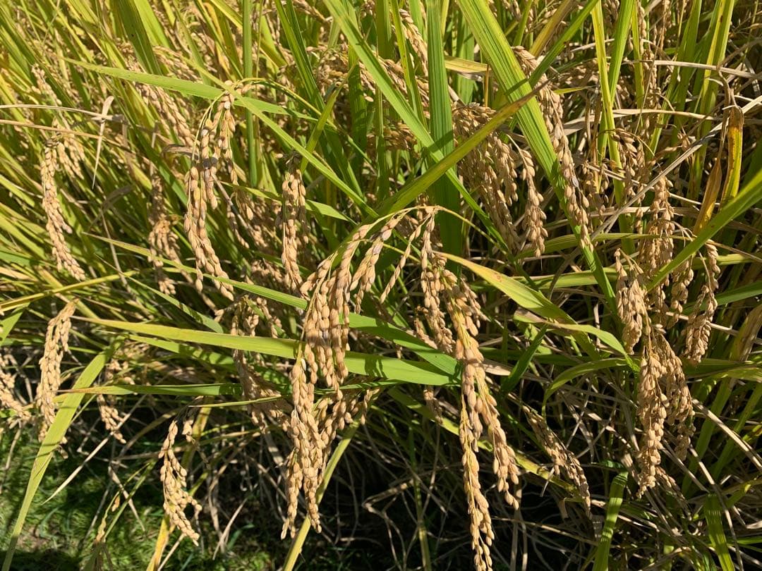 令和7年度産　新米ヒノヒカリ玄米20kg(送料込)減農薬のお米