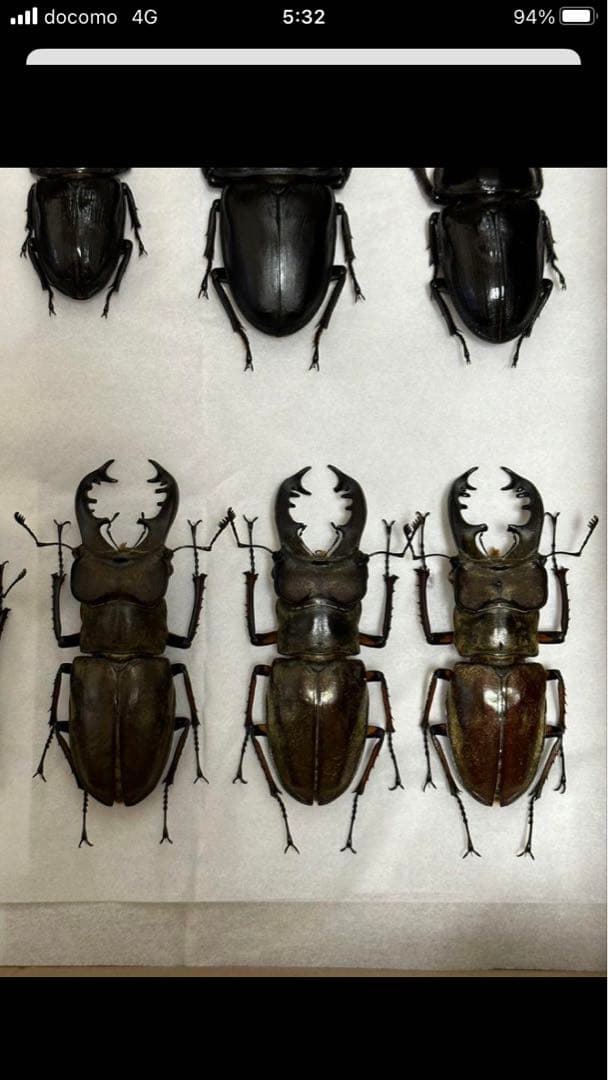 国産クワガタ♂標本セット　※一部欠損あり