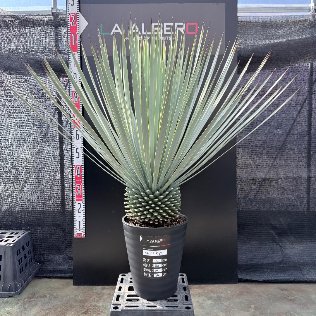 【AL1180】ユッカ　ロストラータ 超ブルー個体　超美形　極太