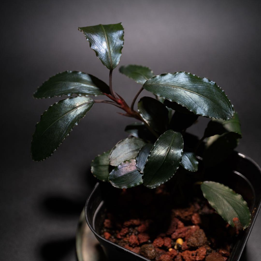 K@RさんBucephalandra sp. Dark Africa