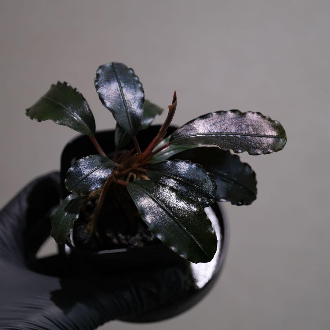 K@RさんBucephalandra sp. Dark Africa