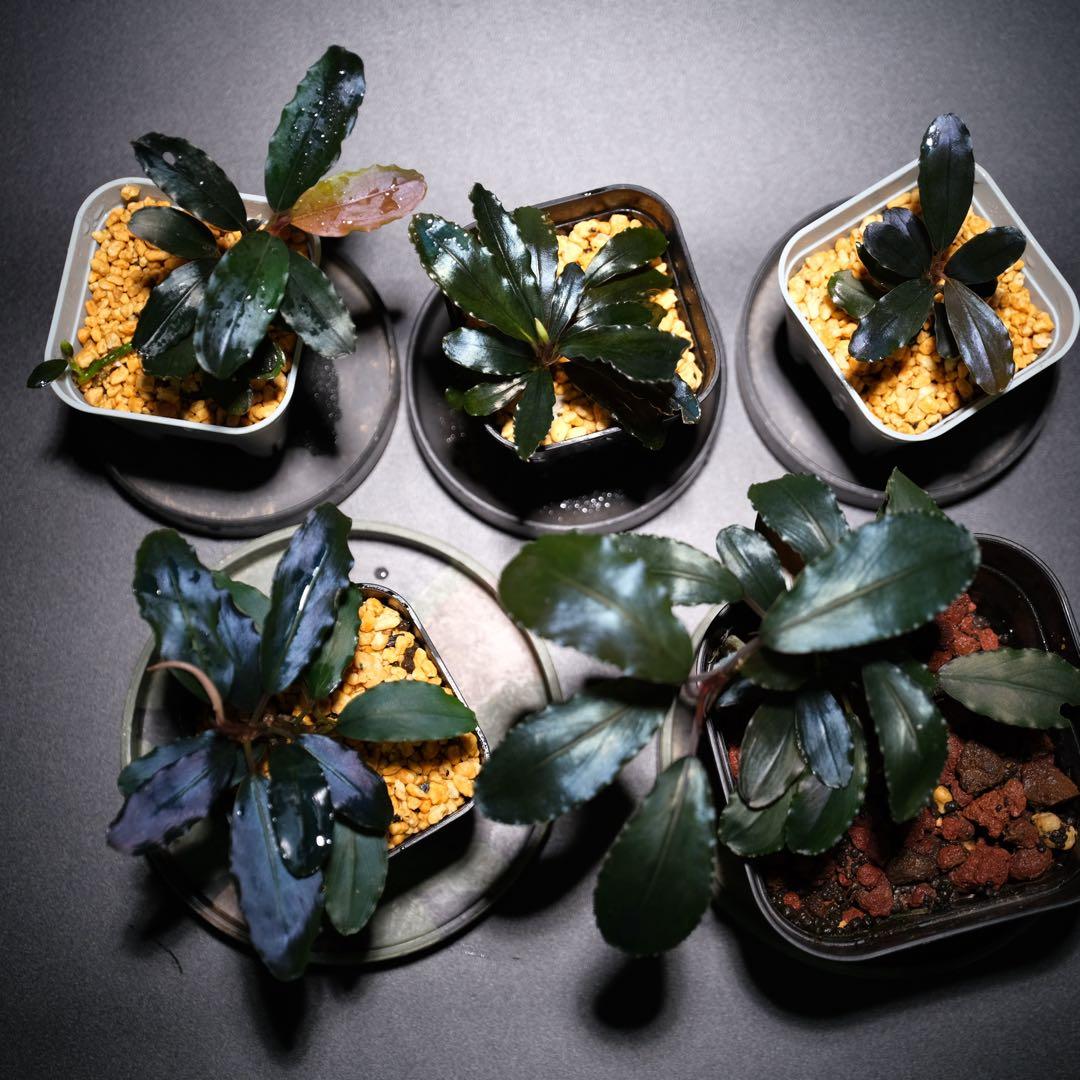 K@RさんBucephalandra sp. Dark Africa