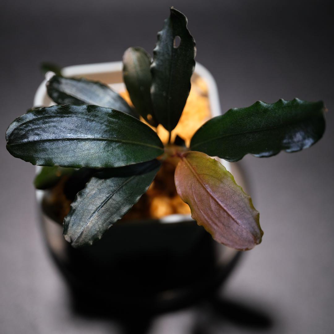 K@RさんBucephalandra sp. Dark Africa