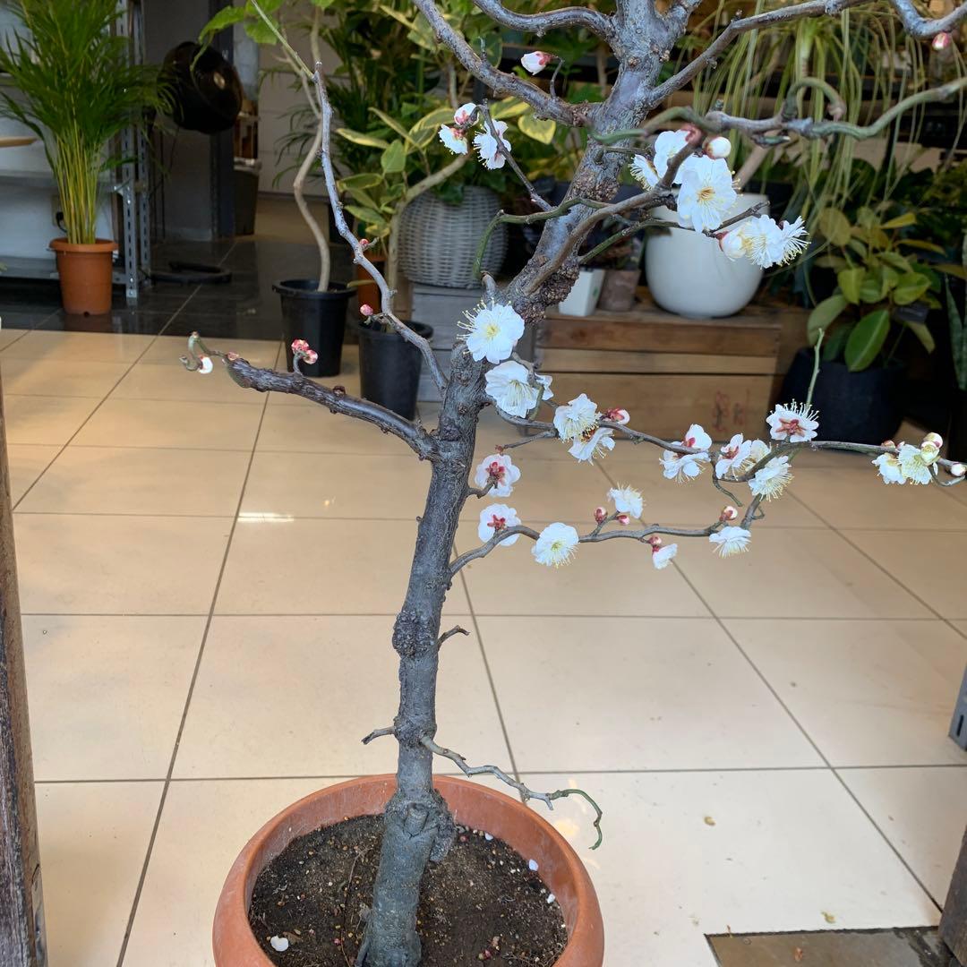 雲竜梅　ウンリュウバイ 8号 2