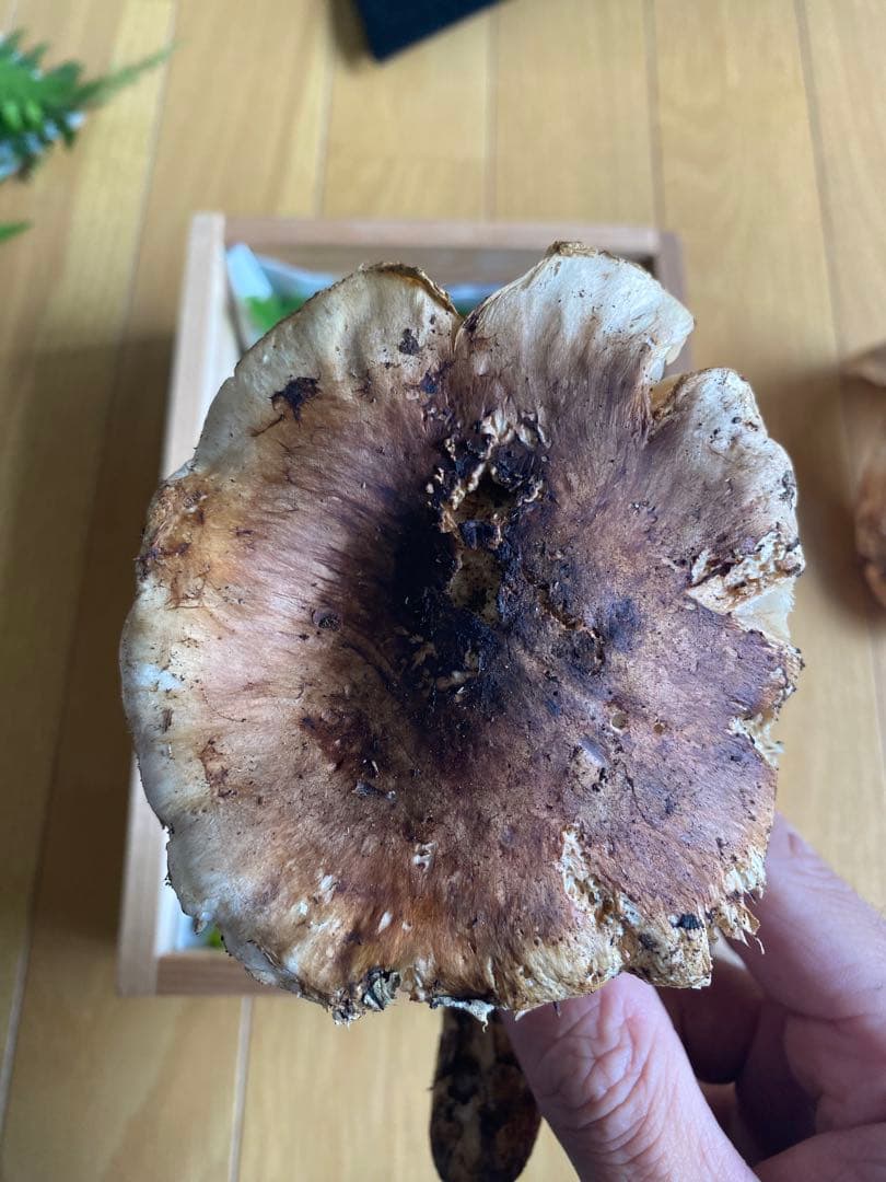 松茸 岩手県産　330g 10/11採取 マツタケ