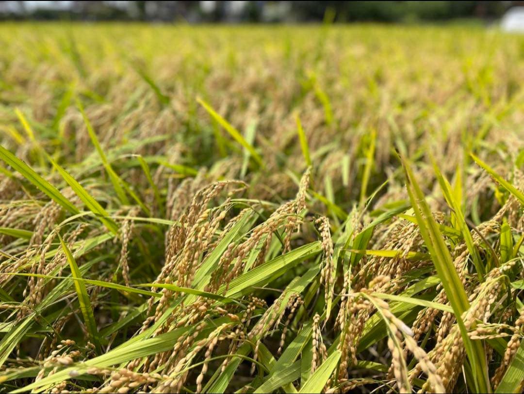 農薬化学肥料除草剤不使用　令和7年度新米　愛媛県産にこまる　天日干し米 20kg