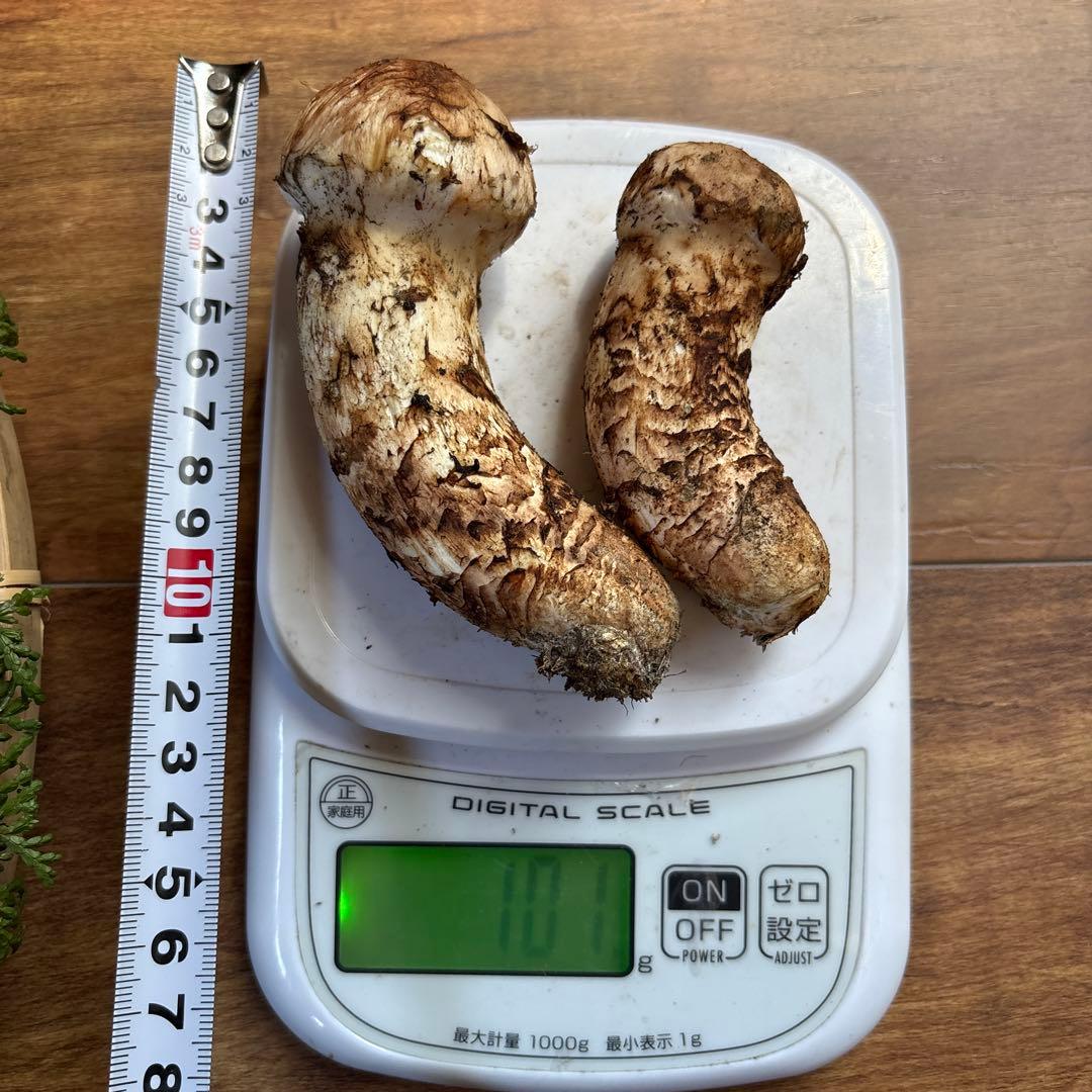長野県南信州産‼️松茸 2本セット 101g 11/7朝採れ