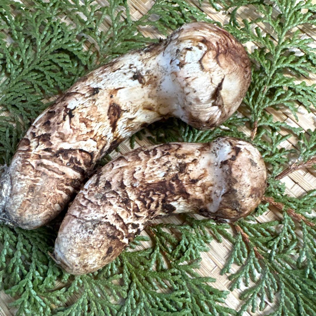 長野県南信州産‼️松茸 2本セット 101g 11/7朝採れ