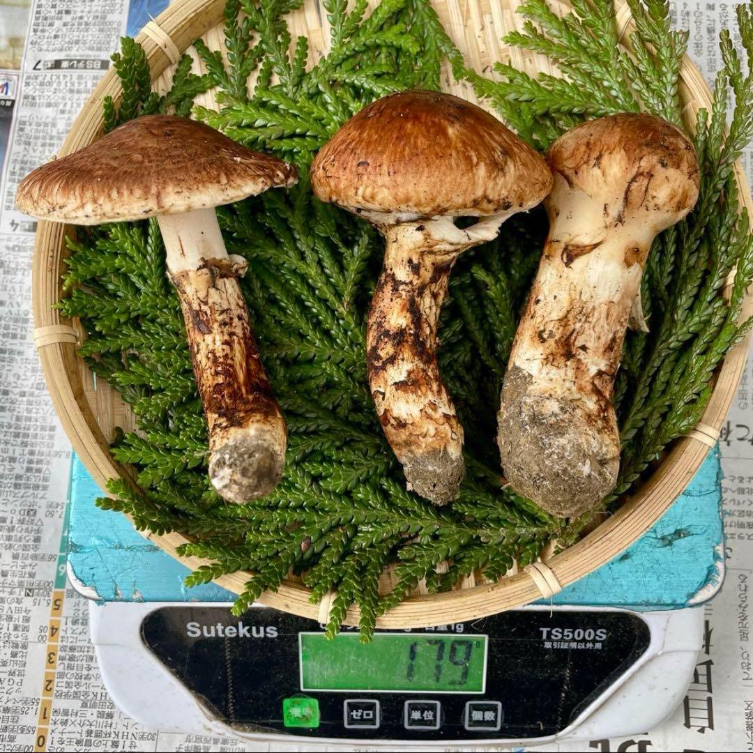 天然きのこ 松茸 国産 良品‼️ マツタケ まつたけ 大自然の凛さん採取その122