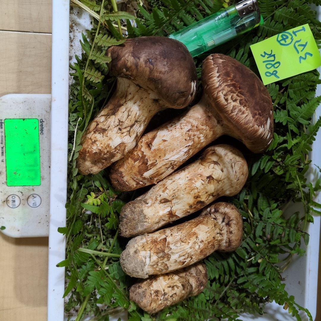 いよいよ最終間近　和歌山松茸　新鮮朝市　込み込み　378㌘