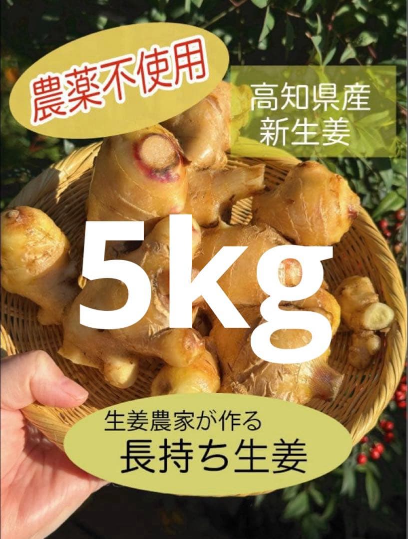 【農薬不使用】新生姜 【露地栽培】24時間以内発送 掘りたて 生姜 無農薬