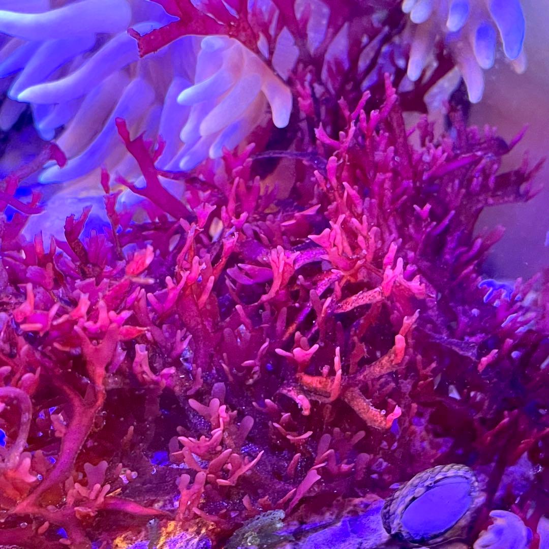 【匿名・宅急便】　赤色海藻詰め合わせ②　紅藻　+ 褐藻　緑藻