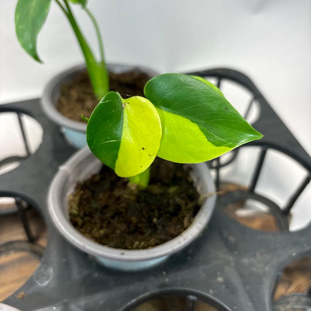 ち*か様 5株セットms76モンステラデリシオーサ イエローマリリン