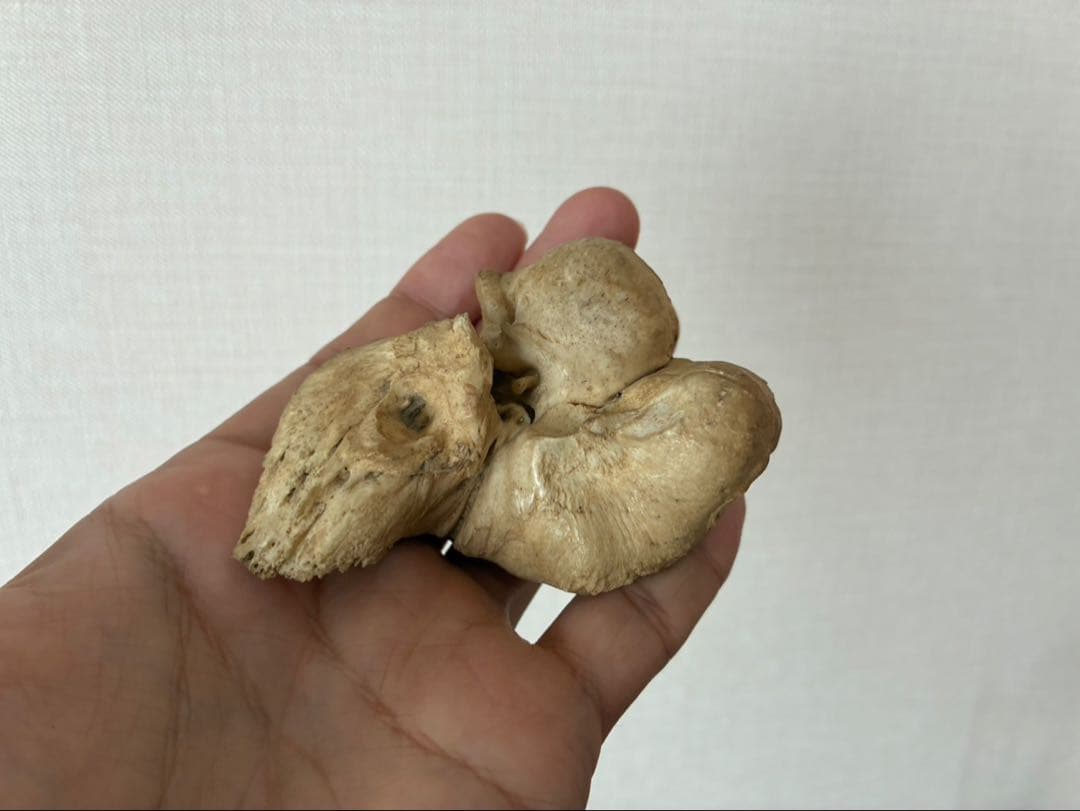 特大 布袋石 耳骨 化石 クジラ イルカ 鉱物 貝殻 ビーチコーミング