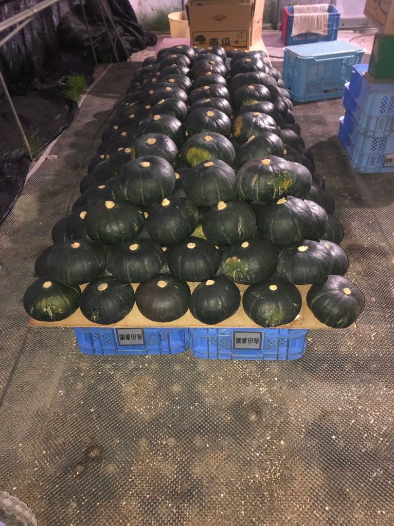 北海道産！かぼちゃ7玉入り 10kg！ ブラックのジョー！