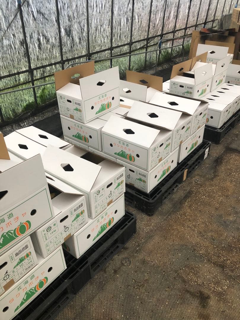 北海道産！かぼちゃ7玉入り 10kg！ ブラックのジョー！