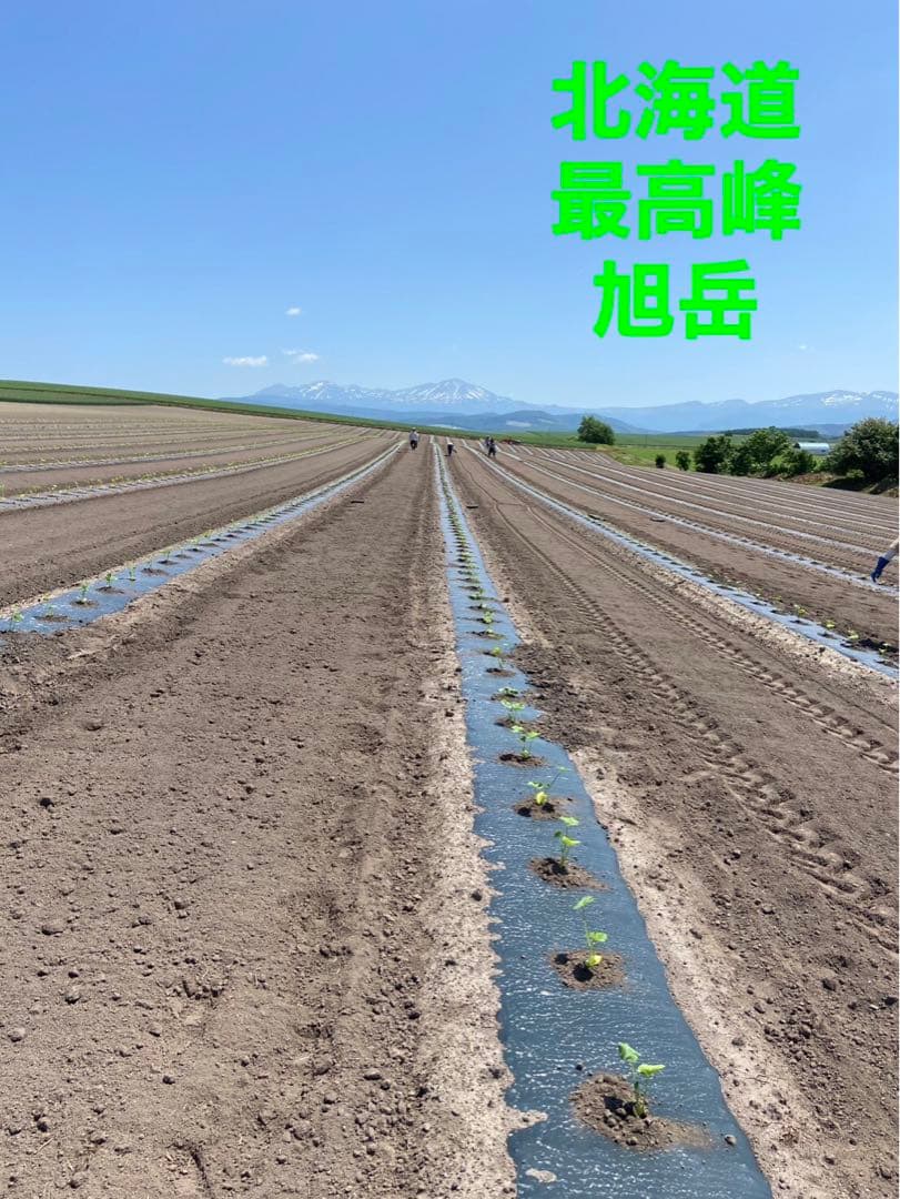 北海道産！かぼちゃ7玉入り 10kg！ ブラックのジョー！