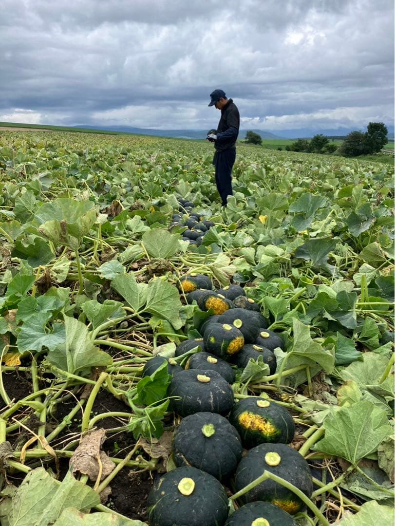 北海道産！かぼちゃ7玉入り 10kg！ ブラックのジョー！