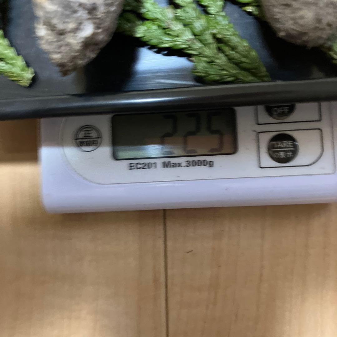 北海道産❗️天然松茸❗️美品❗️225g❗️終盤‼️