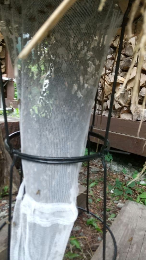 日本蜜蜂 の天然蜂蜜 ハチミツ 1160グラム 八ヶ岳西麓 1250m 産