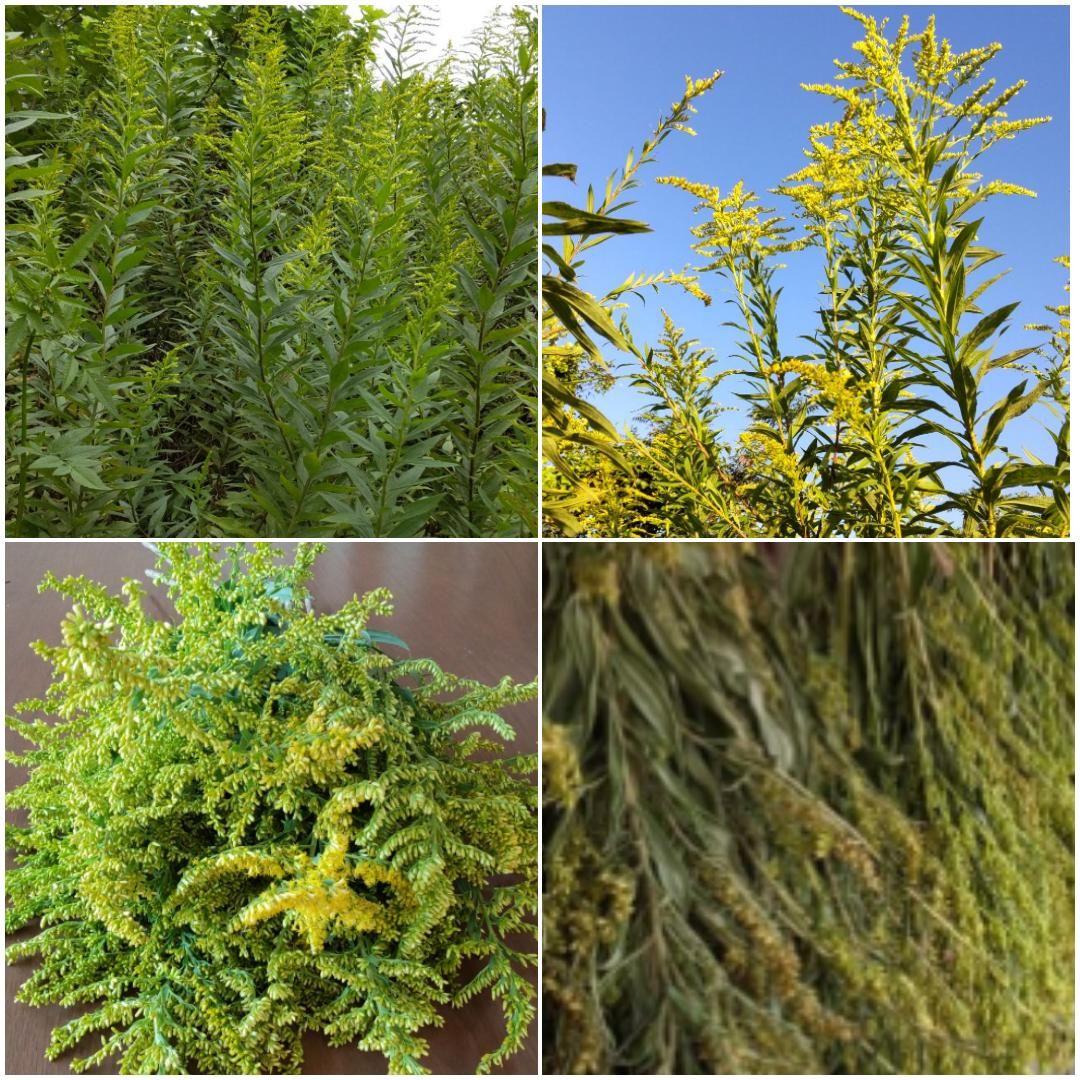 乾燥セイタカアワダチソウ カット済1キロ