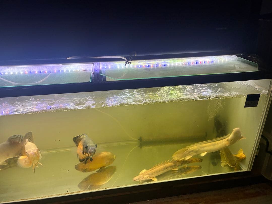 静岡県発！！！1200水槽　水槽　大型水槽　水槽用品