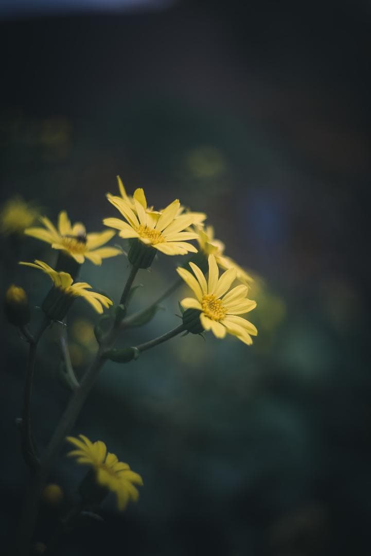 itaru kumona様ライカの癖玉！Leica Summar 50mm f2