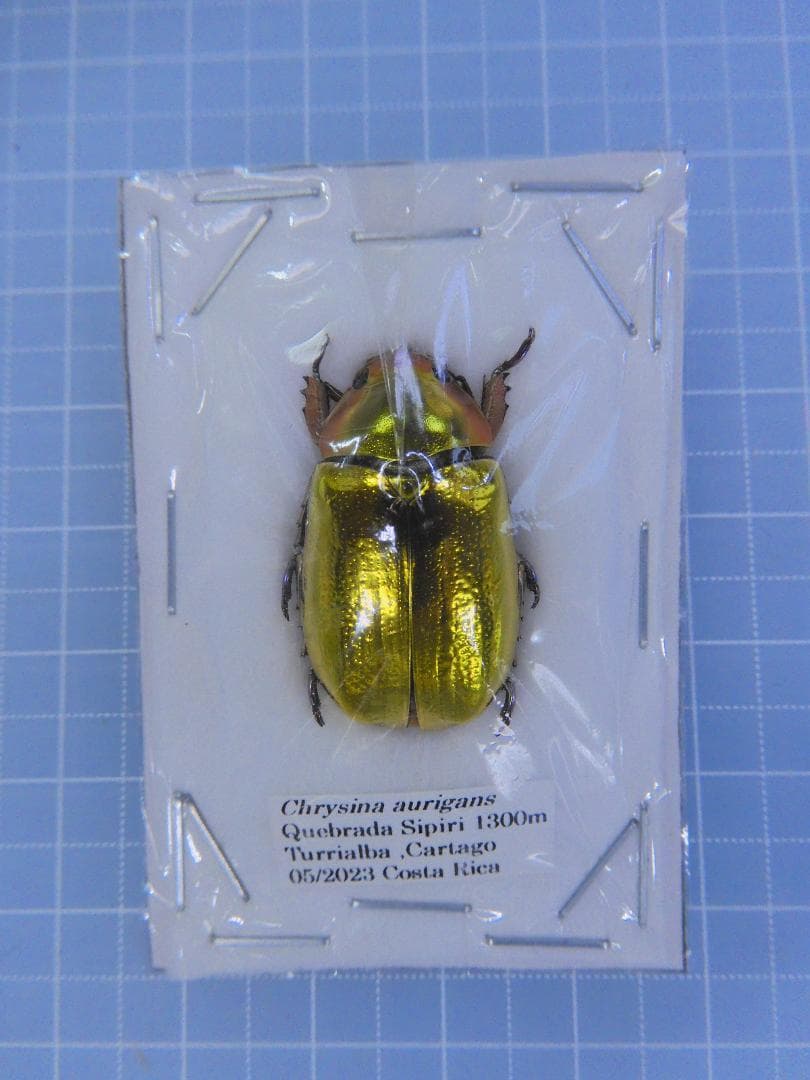 コスタリカ産　アウリガヌスキンイロコガネ　26mm