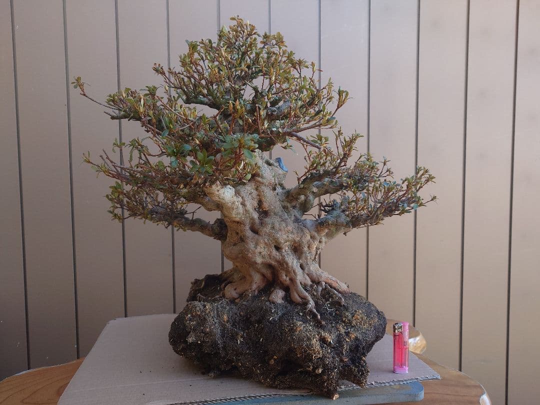 ハ*ル様 盆栽　皐月(五光)　樹高46cm