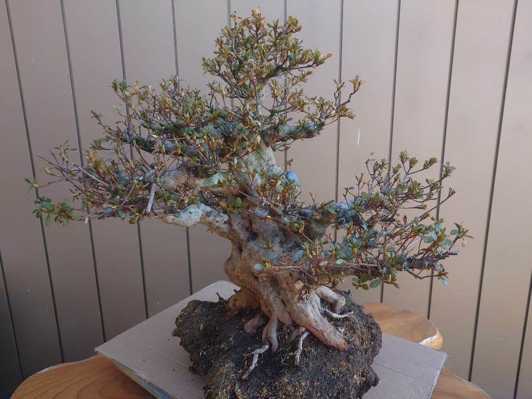 ハ*ル様 盆栽　皐月(五光)　樹高46cm